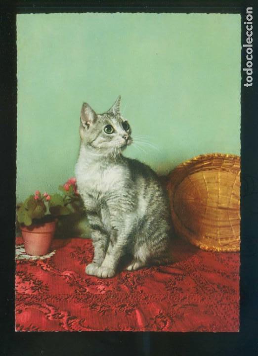 Cartoline: Gato. Ed. D3 n&ordm; 1928-8. Fabricaci&oacute;n italiana. Nueva.