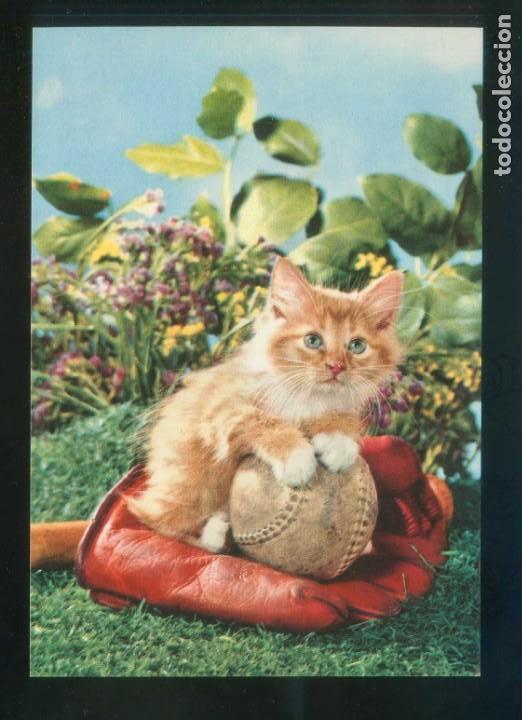Postkarten: Gato. Ed. D3 n&ordm; 1860-1. Fabricaci&oacute;n italiana. Nueva.