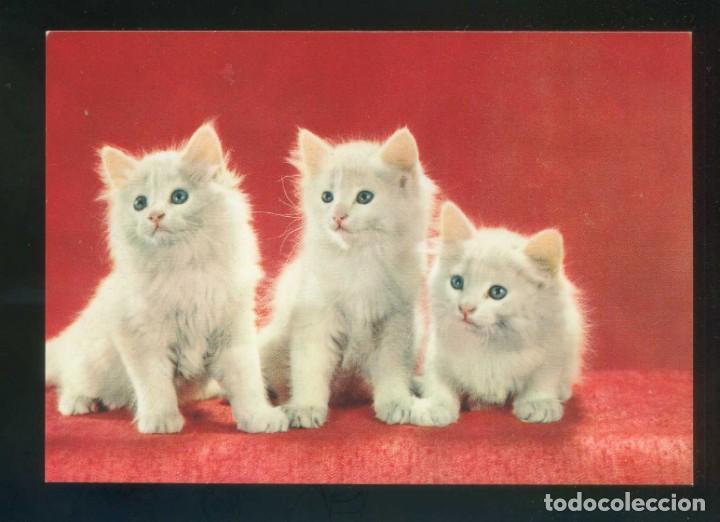 Postkarten: Gato. Ed. D3 n&ordm; 1860-7. Fabricaci&oacute;n italiana. Nueva.