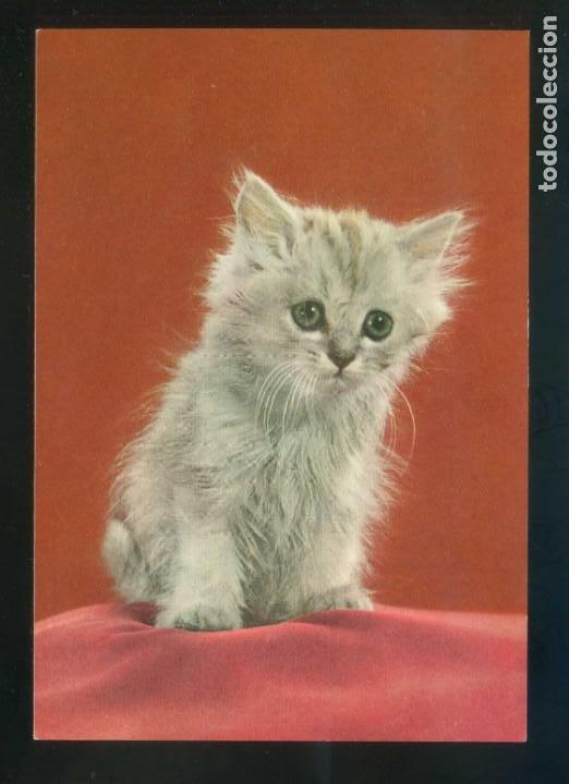 Postkarten: Gato. Ed. D3 n&ordm; 1865-6. Fabricaci&oacute;n italiana. Nueva.