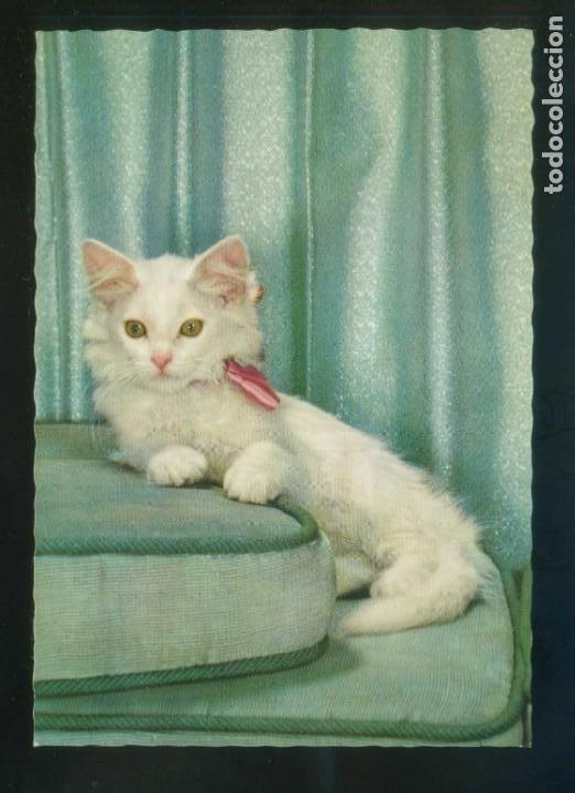 Postkarten: Gato. Ed. D3 n&ordm; 1862-1. Fabricaci&oacute;n italiana. Nueva.