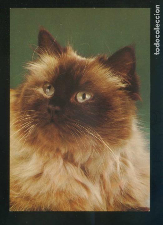 Postkarten: Gato. Ed. Cecami n&ordm; 1025. Fabricaci&oacute;n italiana. Nueva.