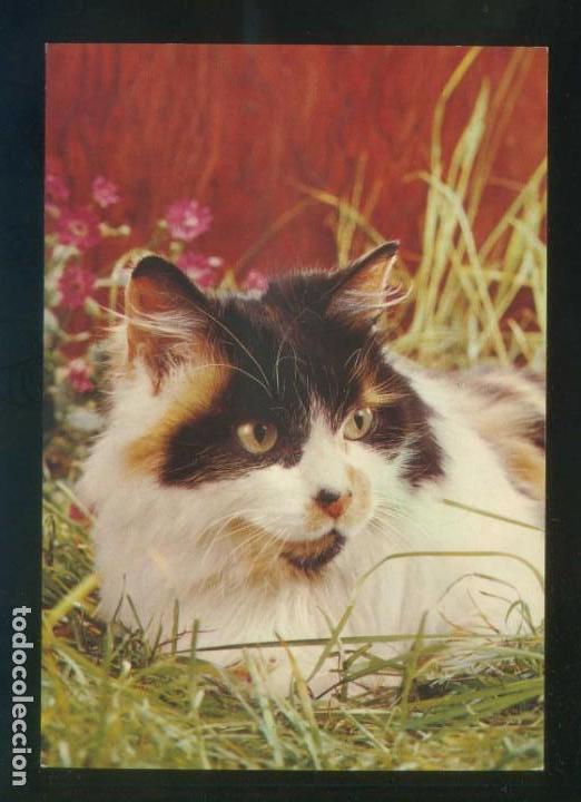 Postkarten: Gato. Ed. Cecami n&ordm; 1025. Fabricaci&oacute;n italiana. Nueva.