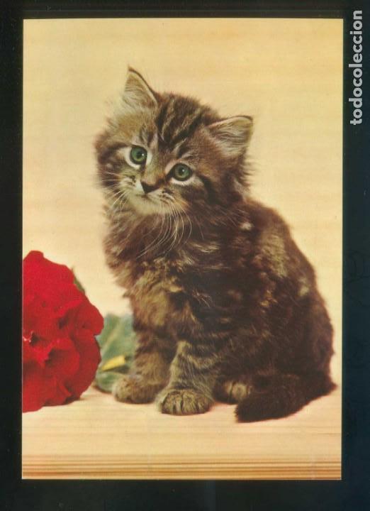 Postkarten: Gato. Ed. Cecami n&ordm; 1057. Fabricaci&oacute;n italiana. Nueva.
