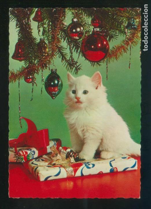 Postkarten: Gato. Ed. Cecami n&ordm; 4850. Fabricaci&oacute;n italiana. Nueva.