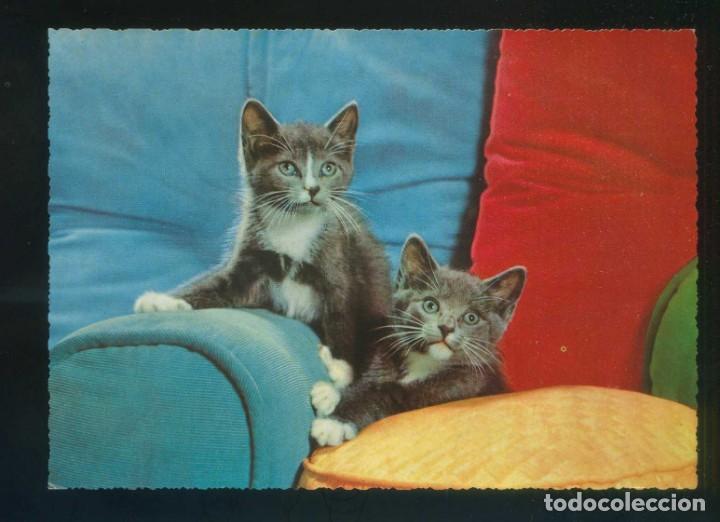 Postkarten: Gato. Ed. Cecami n&ordm; 235. Fabricaci&oacute;n italiana. Escrita.