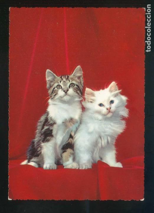 Postkarten: Gato. Ed. Cecami n&ordm; 235. Fabricaci&oacute;n italiana. Nueva.
