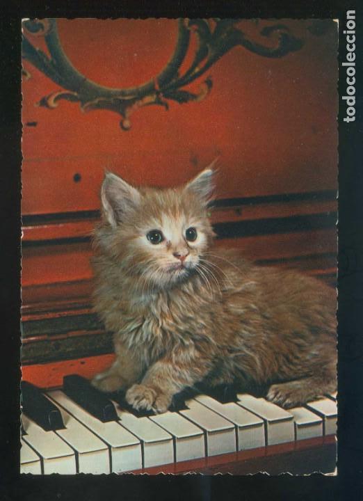 Postkarten: Gato. Ed. Cecami n&ordm; 267. Fabricaci&oacute;n italiana. Al dorso *Kodak Ektachrome* Nueva.