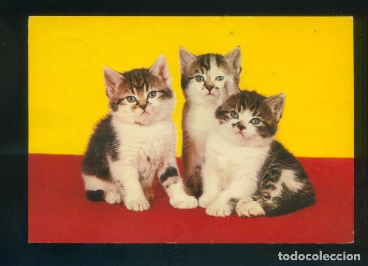 Postais: Gato. Ed. Vita Nova. Fabricaci&oacute;n holandesa. Circulada.