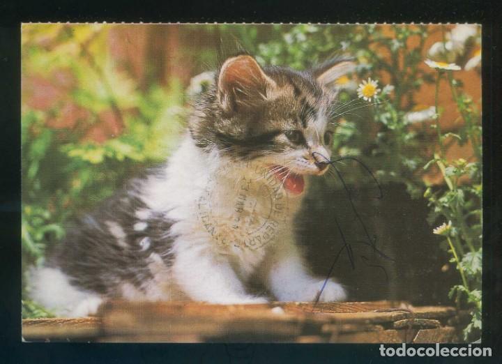 Postais: Gato. Ed. *La Marina Baixa - Sociedad Protectora de Animales y Plantas* Circulada 1988