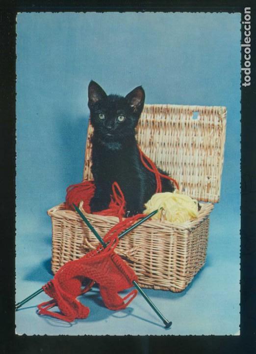 Postkarten: Gato. Ed. Cecami n&ordm; 267. Fabricaci&oacute;n italiana. Al dorso *Kodak Ektachrome* Nueva.