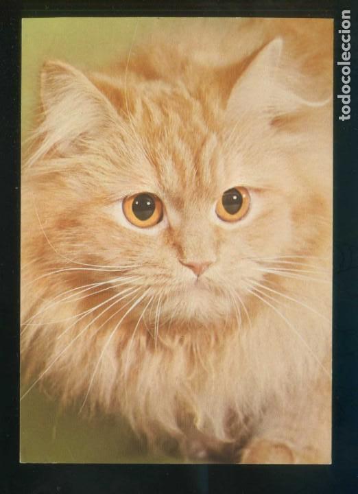 Postais: Foto *K. Czaplinski i Z. Siemaszko* Escena con gato. Nueva