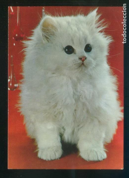 Postais: Gato. Sin datos n&ordm; 7000-1. Dep. Legal B. 28315-XVIII. Nueva.