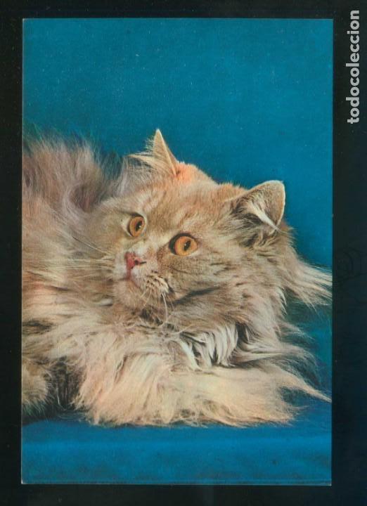 Postais: Gato. Ed. Tecnicrom n&ordm; 1047-2. Dep. Legal B. 43818-69. Nueva.