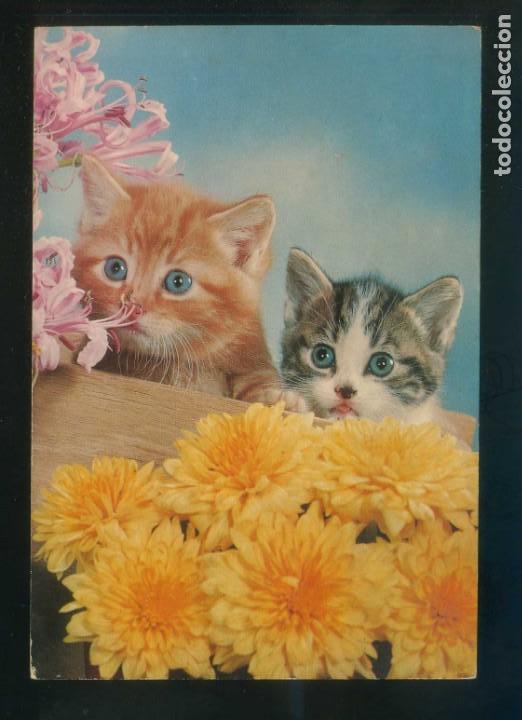 Postais: Gato. Ed. Oscar Color n&ordm; 4. Dep. Legal B. 10986-X. Nueva.
