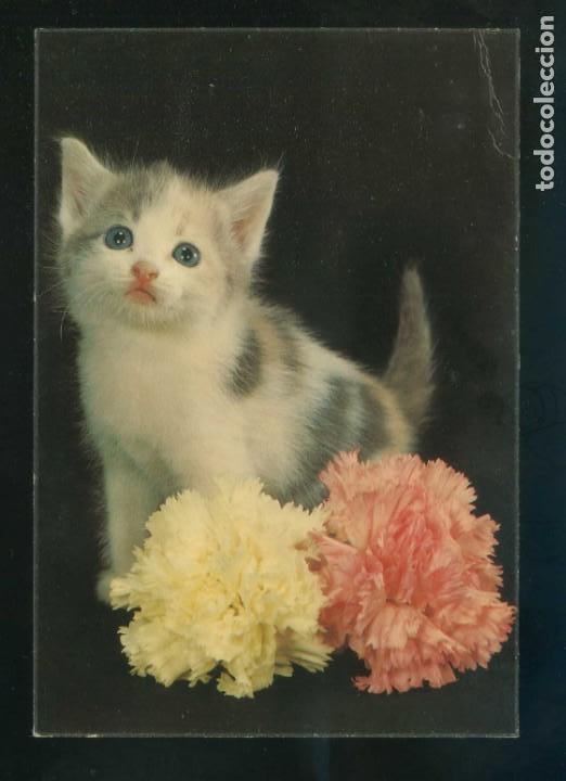 Postais: Gato. Ed. Oscar Color n&ordm; 6. Dep. Legal B. 10988-X. Nueva.