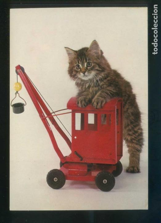 Postcards: Gato. Ed. Bergas n&ordm; 5. Dep. Legal B. 10987-X. Nueva.