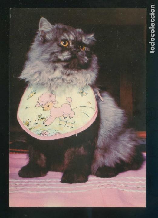 Postais: Gato. Ed. Bergas n&ordm; 10. Dep. Legal B. 12368-XIV. Nueva.