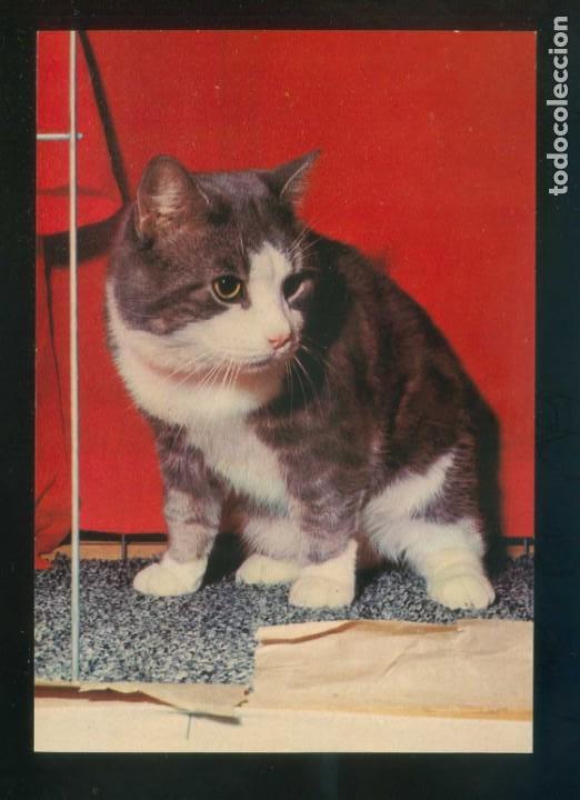 Postais: *Escena con gato* Ed. Bergas n&ordm; 12. Dep. Legal B. 12370-XIV. Nueva.