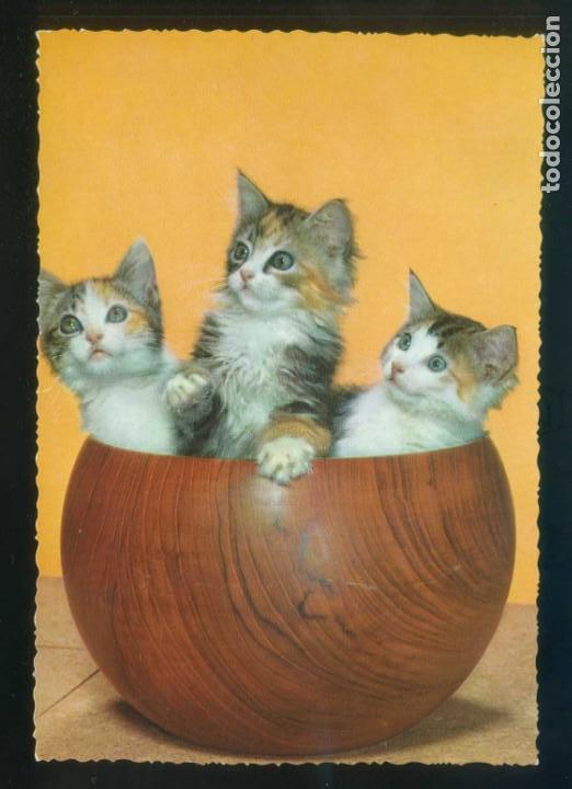 Postais: *Escena de gatos* Ed. C. y Z. n&ordm; 6548. Dep. Legal B. 546-VI. Nueva.