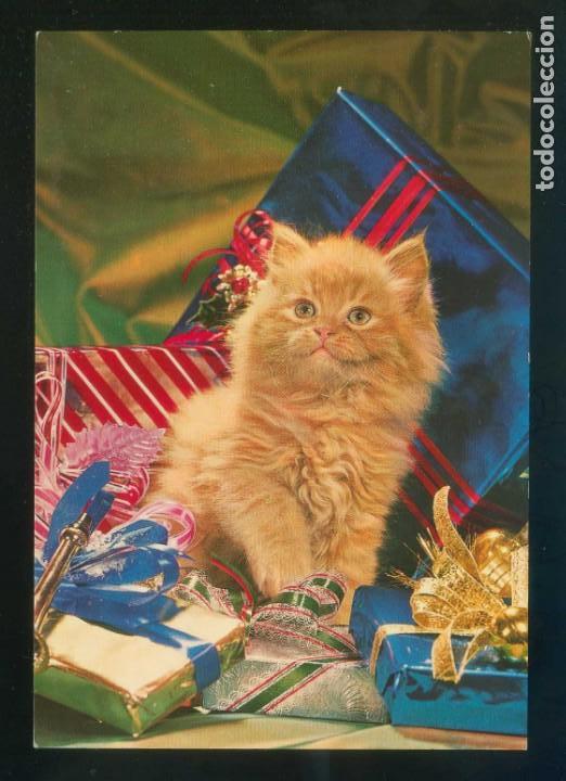 Postais: Gato. Ed. C. y Z. n&ordm; 6567. Dep. Legal B. 7788-VII. Nueva.