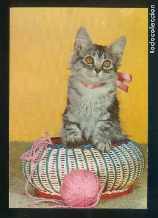 Postais: *Escena con gato* Ed. C. y Z. n&ordm; 6113. Dep. Legal B. 12975-III. Nueva.