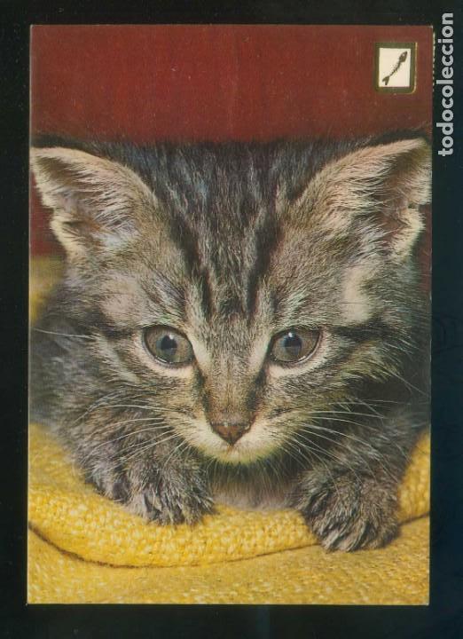 Postais: Gato. Ed. Fisa n&ordm; 3048-1. Dep. Legal B. 17522-XVII. Circulada 1981.
