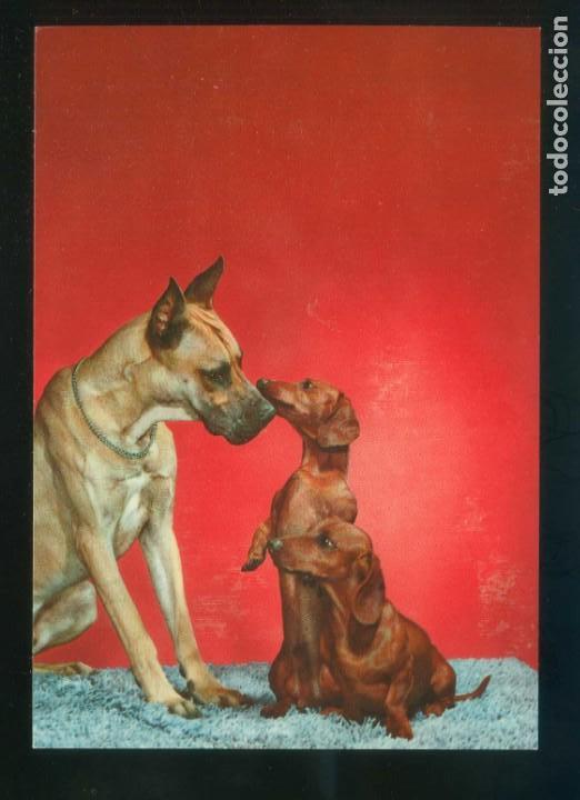 Postcards: Perro. Ed. D3 n&ordm; 1993-9. Fabricaci&oacute;n italiana. Nueva.