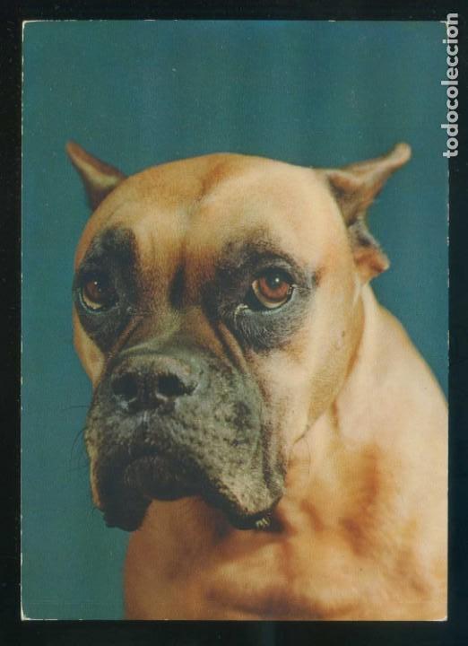 Postcards: *Escena con perro* Ed. Rotalcolor n&ordm; 117. Fabricaci&oacute;n italiana. Nueva.