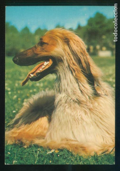 Postcards: Perro. Ed. Cecami n&ordm; 1010. Fabricaci&oacute;n italiana. Nueva.