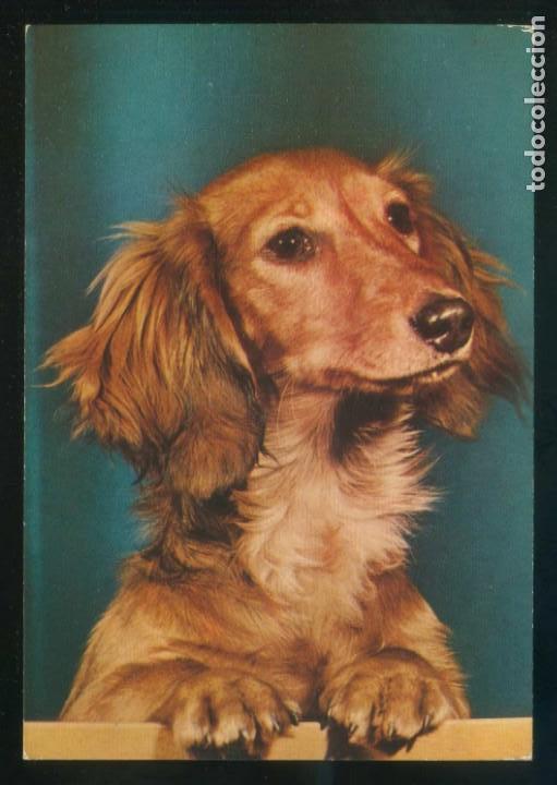 Postcards: Perro. Ed. Cecami n&ordm; 1010. Fabricaci&oacute;n italiana. Nueva.