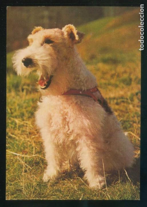 Postcards: *Escena con perro* Ed. Cecami n&ordm; 1010. Fabricaci&oacute;n italiana. Nueva.