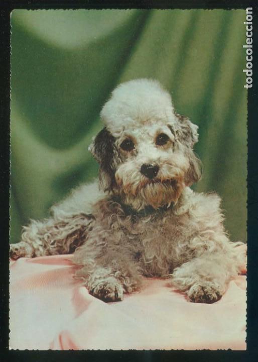 Postcards: Perro. Ed. Cecami n&ordm; 266. Fabricaci&oacute;n italiana. Al dorso *Kodak Ektachrome* Nueva.