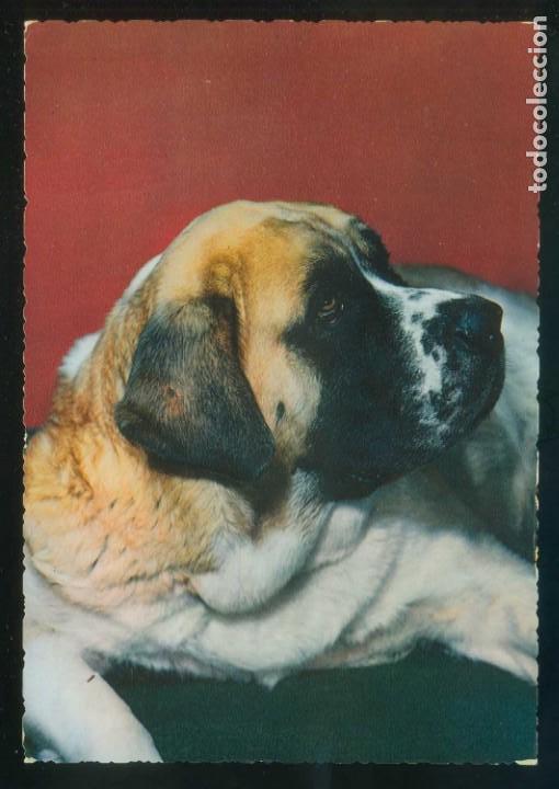Postcards: Perro. Ed. Cecami n&ordm; 288. Fabricaci&oacute;n italiana. Al dorso *Kodak Ektachrome* Nueva.
