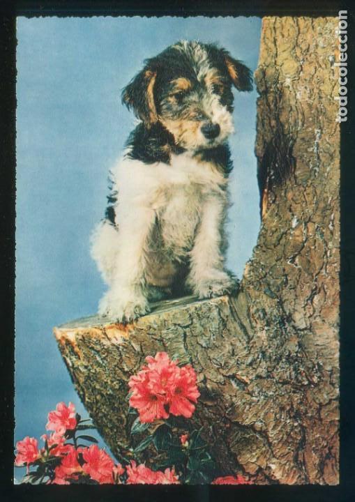 Postcards: Perro. Ed. Cecami n&ordm; 288. Fabricaci&oacute;n italiana. Al dorso *Kodak Ektachrome* Nueva.