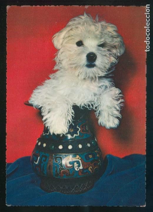 Postcards: *Escena con perro* Ed. Cecami n&ordm; 288. Al dorso *Kodak Ektachrome* Nueva.