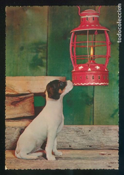 Cartes Postales: Perro. Ed. Cecami n&ordm; 293. Fabricaci&oacute;n italiana. Al dorso *Kodak Ektachrome* Nueva.