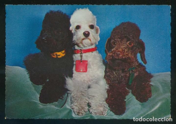 Cartes Postales: Perro. Ed. Cecami n&ordm; 293. Fabricaci&oacute;n italiana. Al dorso *Kodak Ektachrome* Nueva.