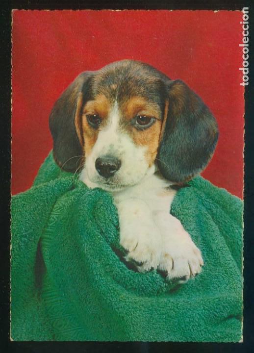 Cartes Postales: Perro. Ed. Cecami n&ordm; 307. Fabricaci&oacute;n italiana. Al dorso *Kodak Ektachrome* Nueva.