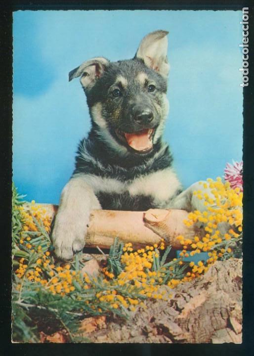 Cartes Postales: Perro. Ed. Cecami n&ordm; 307. Fabricaci&oacute;n italiana. Al dorso *Kodak Ektachrome* Nueva.