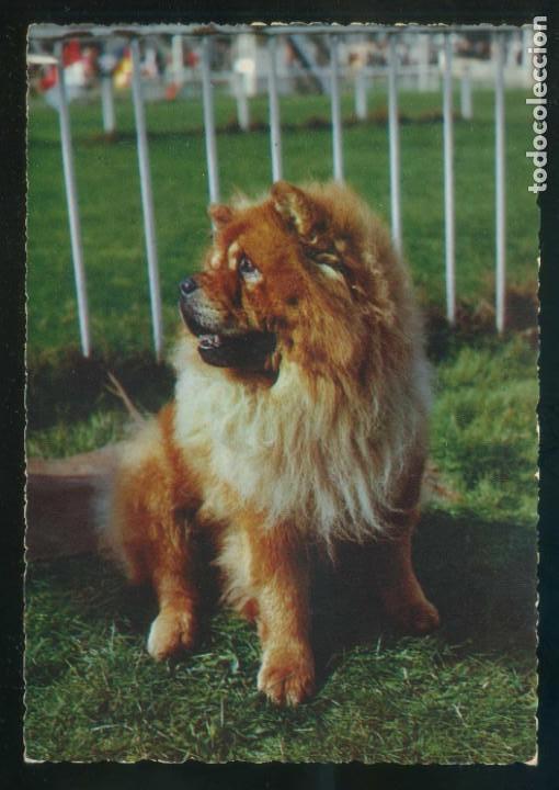 Cartes Postales: Perro. Ed. Cecami n&ordm; 831. Fabricaci&oacute;n italiana. Al dorso *Kodak Ektachrome* Nueva.
