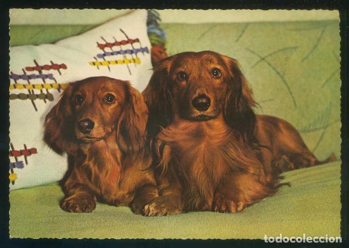 Cartes Postales: Perro. Ed. Kruger n&ordm; 900-75. Fabricaci&oacute;n alemana. Nueva.