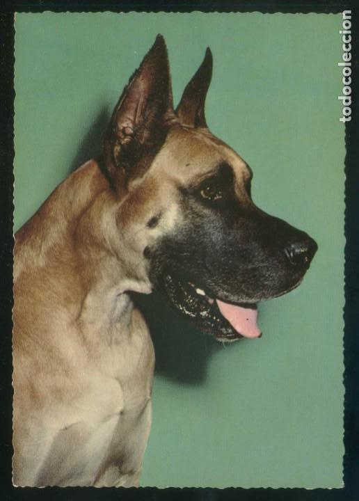 Cartes Postales: Perro. Ed. Kruger n&ordm; 900-7. Fabricaci&oacute;n alemana. Nueva.
