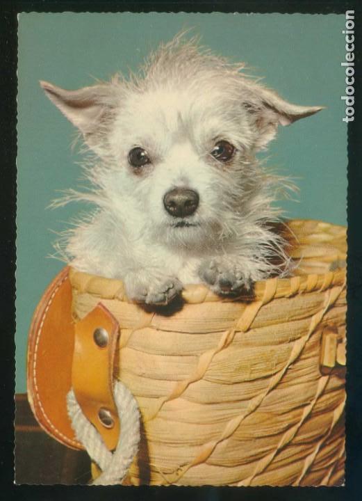 Cartes Postales: Perro. Ed. Kruger n&ordm; 900-74. Fabricaci&oacute;n alemana. Nueva.