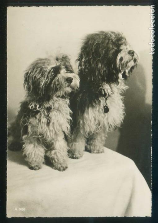 Postcards: Perro. Ed. Beringer n&ordm; A-3655. Fabricaci&oacute;n suiza. Nueva.