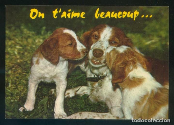 Cartes Postales: Perro. Ed. G. Rossat-Mignod n&ordm; 3104. Fabricaci&oacute;n francesa. Nueva.