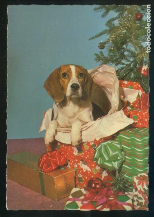Cartes Postales: Perro. Ed. M.D. n&ordm; 6030. Fabricaci&oacute;n francesa. Nueva.