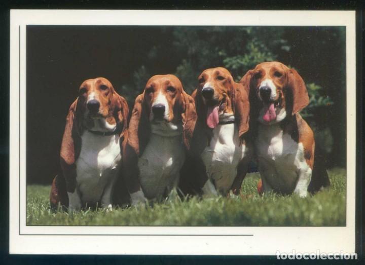 Cartes Postales: Perro. Ed. As de Coeur n&ordm; 93.02.35.10. Fabricaci&oacute;n francesa. Clich&eacute;: Jacana. Nueva.