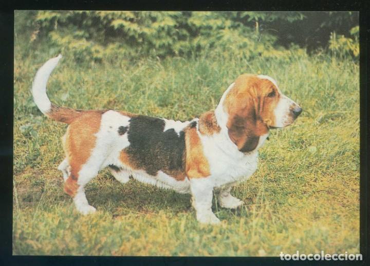 Cartes Postales: Perro. Sin datos. Fabricaci&oacute;n rusa. Nueva.