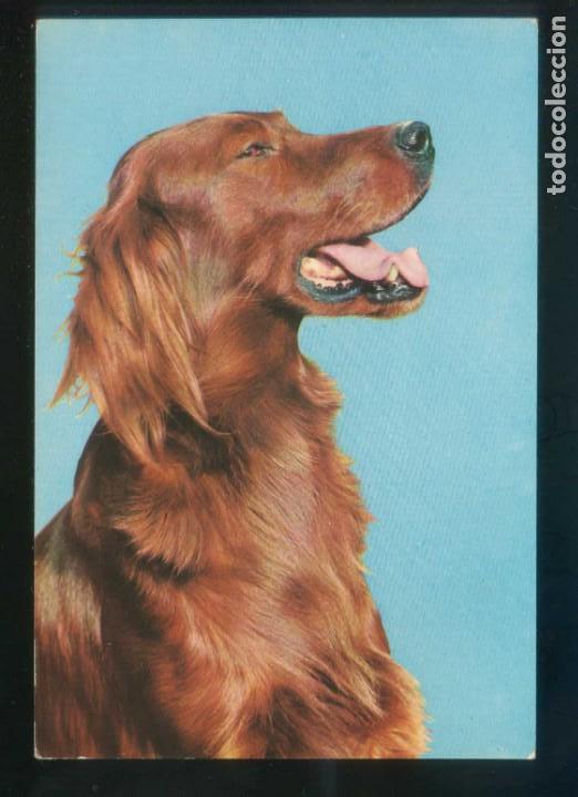 Cartes Postales: Perro. Ed. Raker n&ordm; 8038-C. Dep. Legal B. 19894-VI. Nueva.